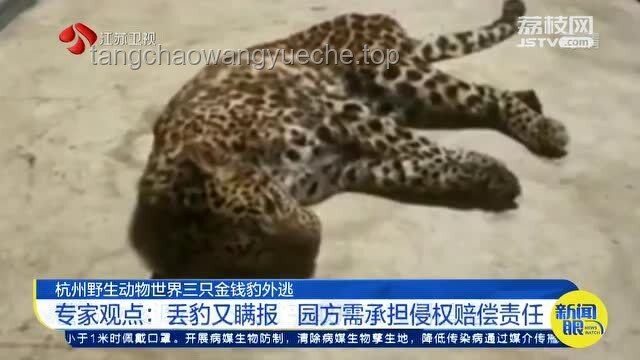 杭州金钱豹外逃事件四年回顾与行业洞察：野生动物管理的新挑战与机遇